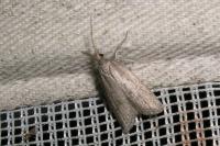 Ditula joannisiana