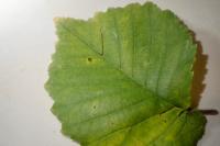 Bucculatrix ulmifoliae