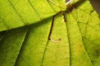 Bucculatrix ulmifoliae