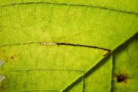 Bucculatrix ulmifoliae