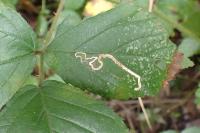 Stigmella aurella