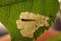 Coptotriche angusticollella