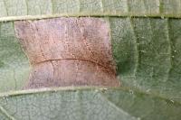 Parornix devoniella