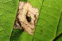 Parornix devoniella