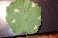 Phyllonorycter coryli