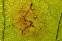 Phyllonorycter coryli
