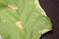 Parornix devoniella