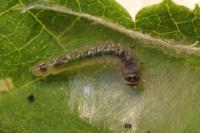 Parornix devoniella
