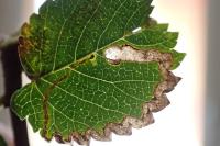 Stigmella lemniscella