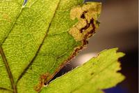 Stigmella regiella