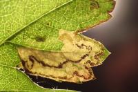Stigmella regiella
