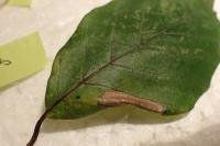 Phyllonorycter maestingella