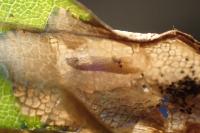 Phyllonorycter maestingella