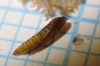 Phyllonorycter maestingella