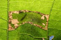 Parornix devoniella