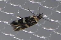 Oegoconia