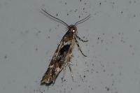 Caryocolum tricolorellum
