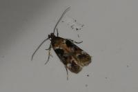 Caryocolum tricolorellum