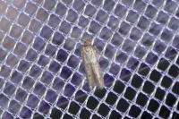 Blastobasis