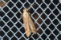 Metzneria