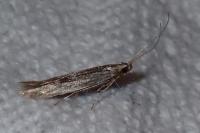 Coleophora