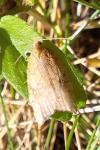 Acleris rhombana