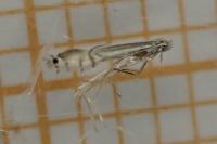 Phyllocnistis ramulicola