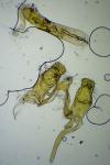 Elatobia fuliginosella
