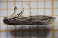 Elatobia fuliginosella