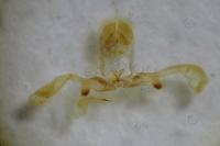 Apotomis betuletana