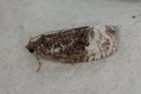 Apotomis betuletana