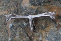 Calyciphora adamas