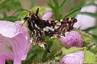 Thyris fenestrella