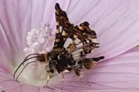 Thyris fenestrella