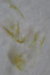Teleiopsis diffinis