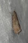 Dichrorampha acuminatana
