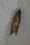 Dichrorampha acuminatana