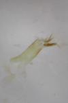 Symmocoides oxybiella
