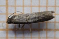 Symmocoides oxybiella