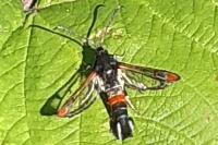 Synanthedon formicaeformis
