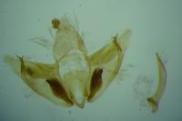 Depressaria douglasella