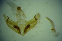 Depressaria douglasella