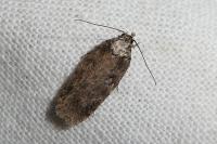 Depressaria douglasella