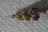 Tebenna micalis