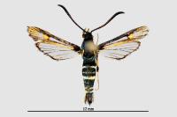 Bembecia uroceriformis