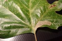 Phyllonorycter platani
