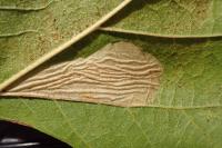 Phyllonorycter platani