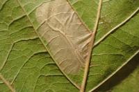 Phyllonorycter platani
