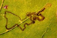 Acalyptris platani