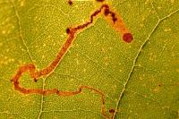 Acalyptris platani